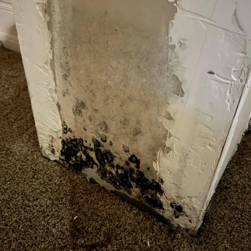 Professional Mold Removal in Marshall, NC